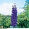 Delphinium 'Black Knight' -Garden Plants T58418 DELP 1