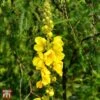 Verbascum Olympicum -Garden Plants T58444 VERB 1