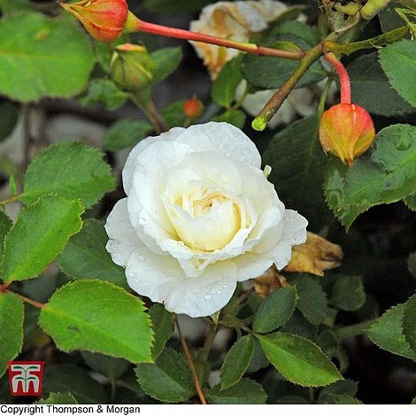 Rose 'Easy Elegance Snowdrift' (Shrub Rose) 3 Rose 'Easy Elegance Snowdrift' (Shrub Rose)