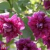 Clematis 'Purpurea Plena Elegans' -Garden Plants T59459 CLEM 1