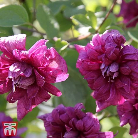 Clematis 'Purpurea Plena Elegans' 3 Clematis 'Purpurea Plena Elegans'