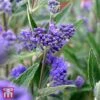 Caryopteris X Clandonensis 'Thetis' -Garden Plants T62036 CARY 1