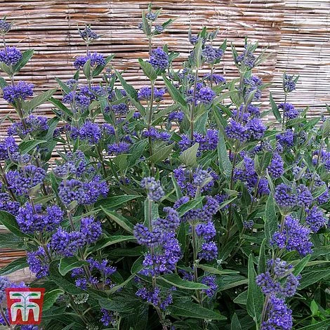 Caryopteris X Clandonensis 'Thetis' 4 Caryopteris X Clandonensis 'Thetis' - Image 2
