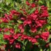 Weigela 'Nain Rouge' -Garden Plants T62093 WEIG 2