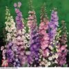 Delphinium 'Pacific Giants Mixed' -Garden Plants T64056 DELP 1