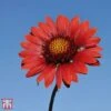 Gaillardia Aristata 'Burgundy' -Garden Plants T64146 GAIL 1