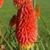 Red Hot Poker 'Papaya Popsicle' 2 Red Hot Poker 'Papaya Popsicle' -Garden Plants T65193 KNIP 1