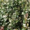 Aronia X Prunifolia 'Viking' 1 Aronia X Prunifolia 'Viking' -Garden Plants T66056 ARON 1