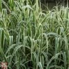 Arundo Donax 'Variegata' -Garden Plants T66057 ARUN 1
