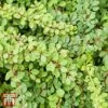Berberis Thunbergii 'Green Carpet' -Garden Plants T66071 BERB 1