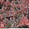 Berberis Thunbergii 'Inspiration' -Garden Plants T66073 BERB 1