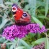 Buddleja 'Argus Velvet' -Garden Plants T66081 BUDD 1