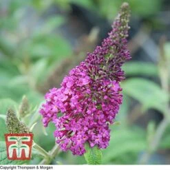 Buddleja Davidii 'Miss Ruby'