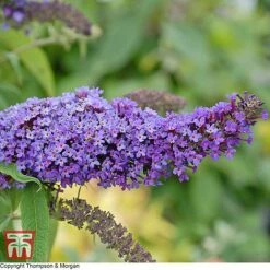 Buddleja Davidii 'Purple Emperor'