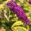 Buddleja Davidii 'Santana' -Garden Plants T66093 BUDD 1