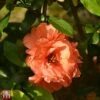 Chaenomeles X Superba 'Cameo' -Garden Plants T66122 CHAM 1