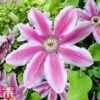 Clematis 'Carnaby' -Garden Plants T66147 CLEM 1