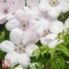 Clematis 'Jan Pawel II' -Garden Plants T66149 CLEM 1