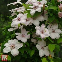 Clematis 'Jan Pawel II' -Garden Plants T66149 CLEM 2