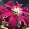 Clematis 'Niobe' 2 Clematis 'Niobe' -Garden Plants T66155 CLEM 1