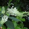 Clethra Barbinervis -Garden Plants T66162 CLET 1