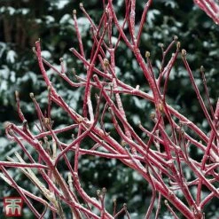 Cornus Sericea 'Firedance First Editon'