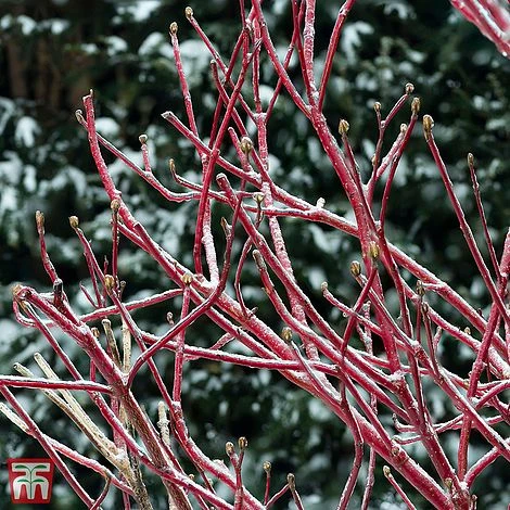 Cornus Sericea 'Firedance First Editon' 3 Cornus Sericea 'Firedance First Editon'