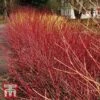 Cornus Sericea 'Kelseyi' -Garden Plants T66179 CORN 1