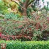 Cotoneaster Horizontalis 'Variegatus' -Garden Plants T66183 COTO 1