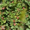 Cotoneaster Microphyllus 'Streibs Findling' -Garden Plants T66185 COTO 1