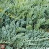 Juniperus Horizontalis 'Blue Chip' -Garden Plants T66283 JUNI 1
