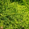 Juniperus X Pfitzeriana 'Gold Coast' -Garden Plants T66293 JUNI 1