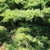 Juniperus X Pfitzeriana 'Mint Julep' -Garden Plants T66297 JUNI 1