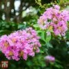 Lagerstroemia Indica 'Rhapsody In Pink' -Garden Plants T66318 LAGE 1