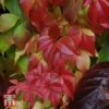 Parthenocissus Quinquefolia 'Engelmannii' -Garden Plants T66356 PART 1