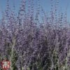 Perovskia Atriplicifolia 'Little Spire'