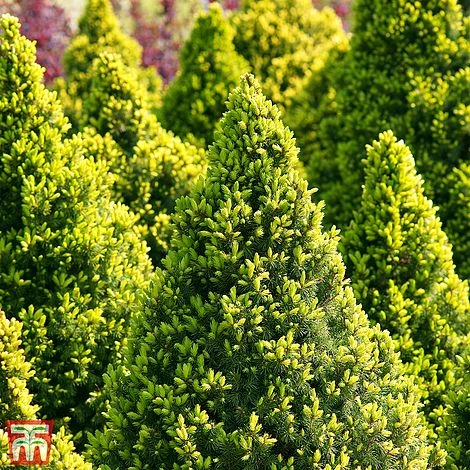 Picea Glauca 'Conica' 3 Picea Glauca 'Conica'