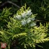 Thuja Orientalis 'Fleck' -Garden Plants T66397 THUJ 1