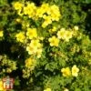 Potentilla Fruticosa 'Sommerflor' -Garden Plants T66408 POTE 1