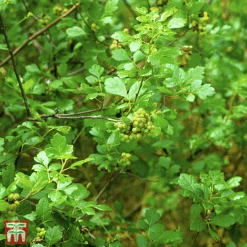 Rhus Aromatica 'Gro-Low'
