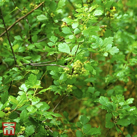 Rhus Aromatica 'Gro-Low' 3 Rhus Aromatica 'Gro-Low'
