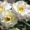 Rose 'Easy Elegance Macys Pride' -Garden Plants T66433 ROSE 1