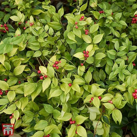 Sarcococca Ruscifolia 3 Sarcococca Ruscifolia