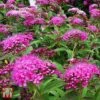 Spiraea Japonica 'Double Play Artist' -Garden Plants T66462 SPIR 1