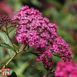 Spiraea Japonica 'Double Play Artist' -Garden Plants T66462 SPIR 2