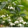 Styrax Japonicus -Garden Plants T66478 STYR 1