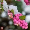 Symphoricarpos 'Magical Candy' -Garden Plants T66483 SYMP 1