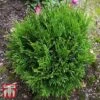 Thuja Occidentalis 'Miky' -Garden Plants T66497 THUJ 1