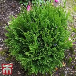 Thuja Occidentalis 'Miky'