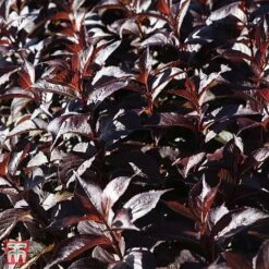 Weigela 'Naomi Campbell' -Garden Plants T66533 WEIG 1